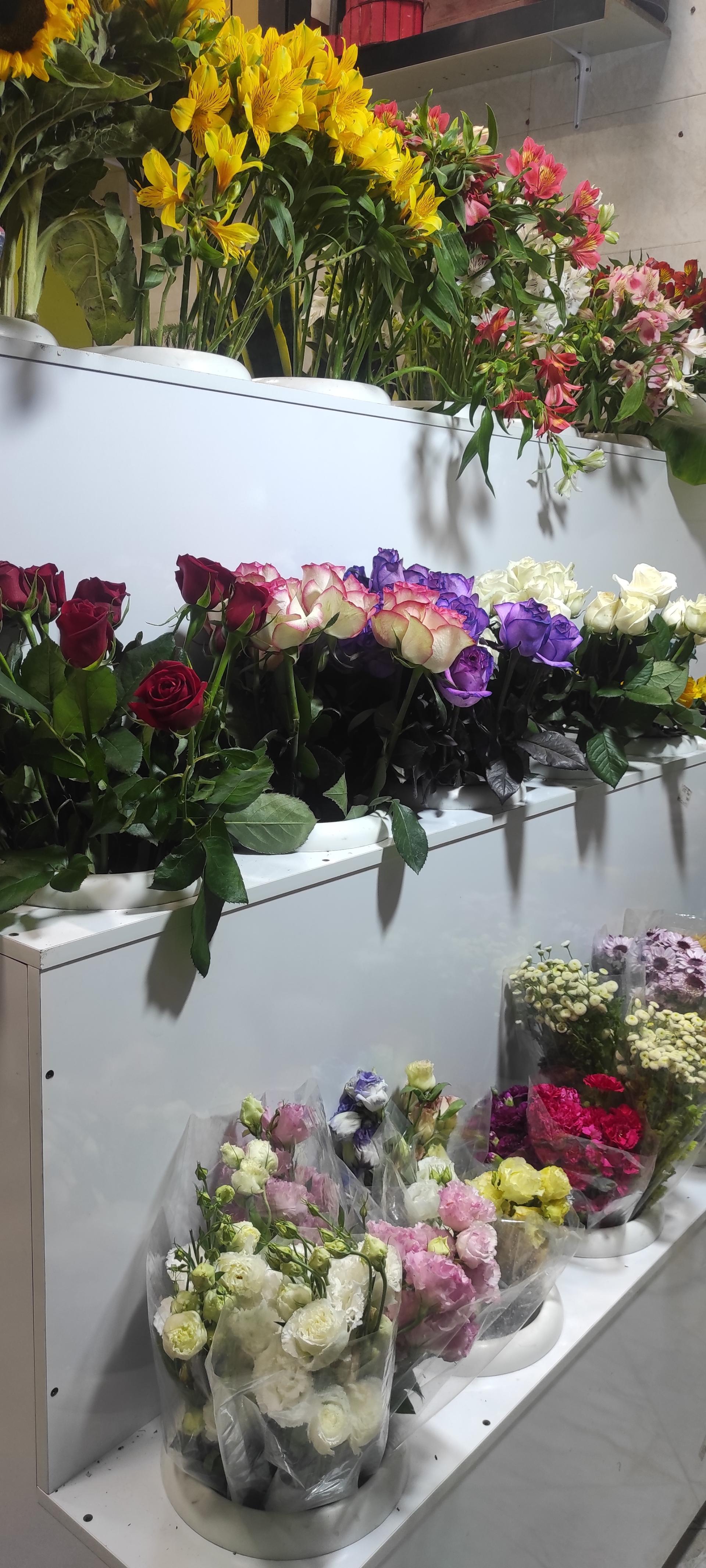 عکس گلفروشی ویستریا