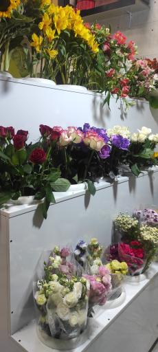 عکس گلفروشی ویستریا