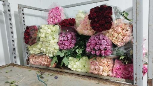 عکس پخش گل رز آرش 