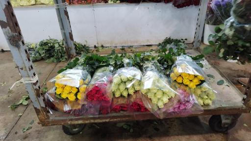 پخش گل رز آرش 