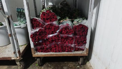 پخش گل رز آرش 