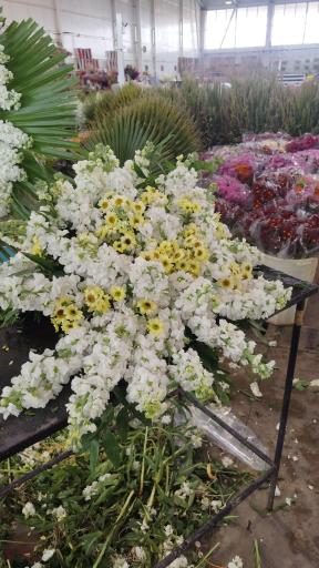 عکس پخش گل رز آرش 