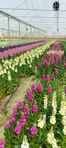 عکس پخش گل رز آرش 