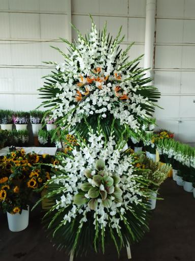 عکس پخش گل رز آرش 