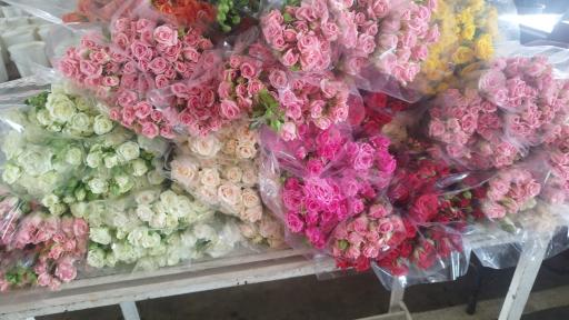 پخش گل رز آرش 