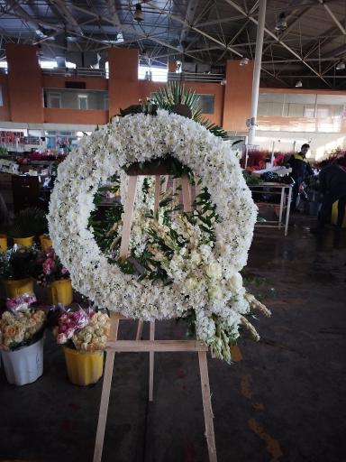 عکس پخش گل رز آرش 