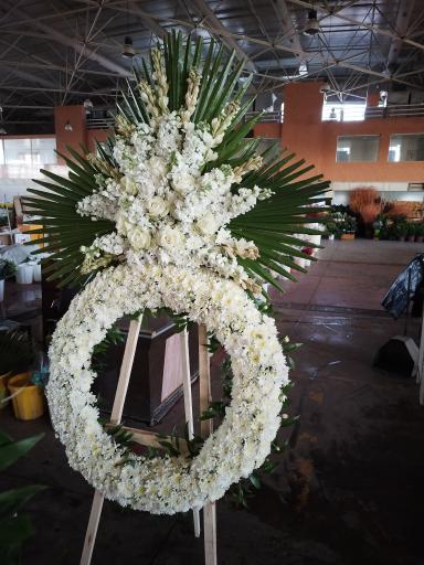 عکس پخش گل رز آرش 