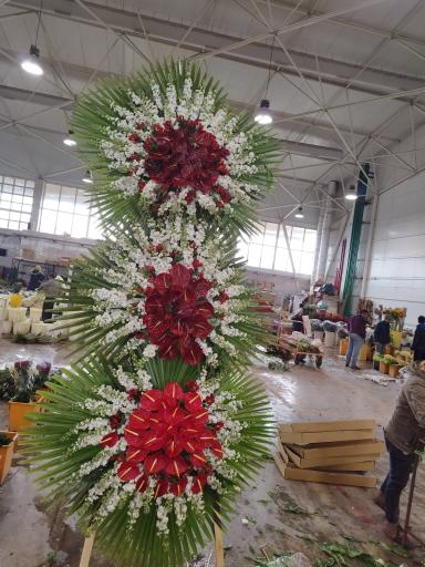 عکس پخش گل رز آرش 