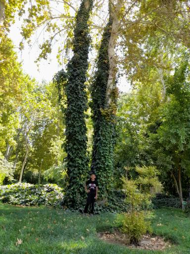 عکس باغ گلها