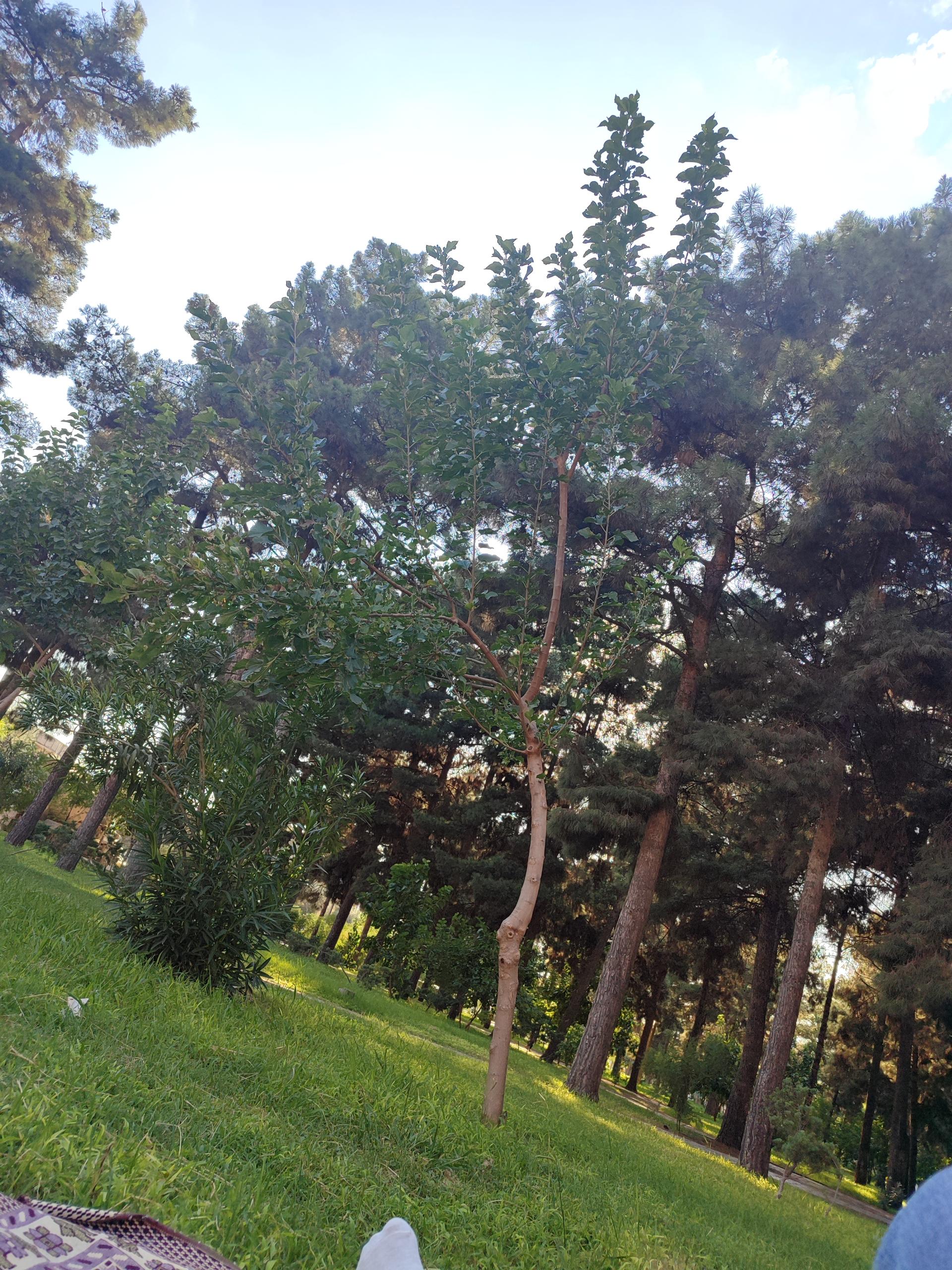 عکس پارک کاج