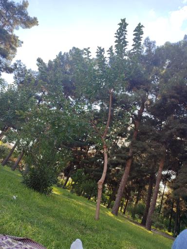 عکس پارک کاج