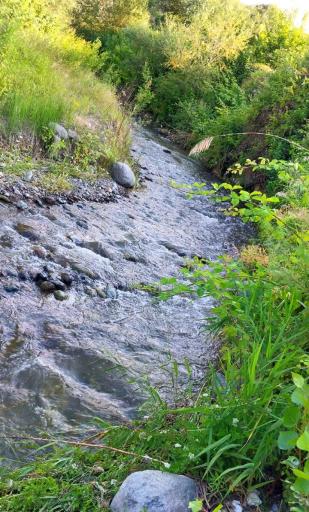 عکس پارک کاج