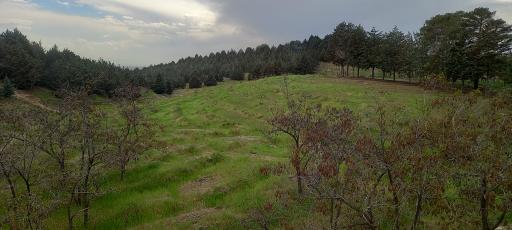 عکس بوستان جنگلی یاس شرقی (لویزان شرقی)