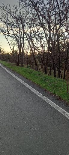 عکس بوستان جنگلی یاس شرقی (لویزان شرقی)