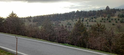 عکس بوستان جنگلی یاس شرقی (لویزان شرقی)