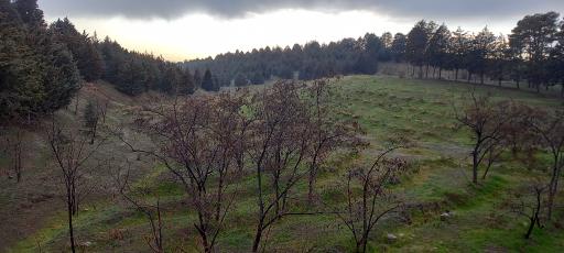 عکس بوستان جنگلی یاس شرقی (لویزان شرقی)