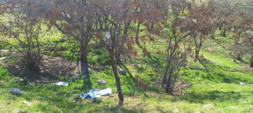 عکس بوستان جنگلی یاس شرقی (لویزان شرقی)