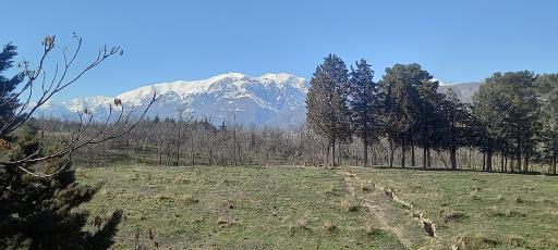 عکس بوستان جنگلی یاس شرقی (لویزان شرقی)