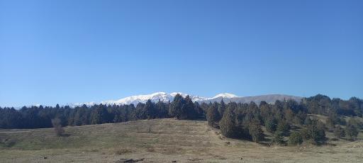 عکس بوستان جنگلی یاس شرقی (لویزان شرقی)