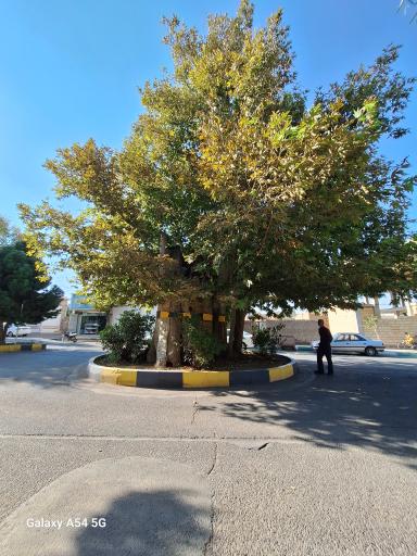 عکس چنار کهک