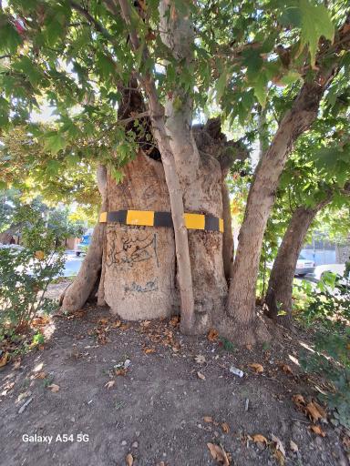 عکس چنار کهک