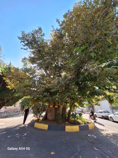 عکس چنار کهک