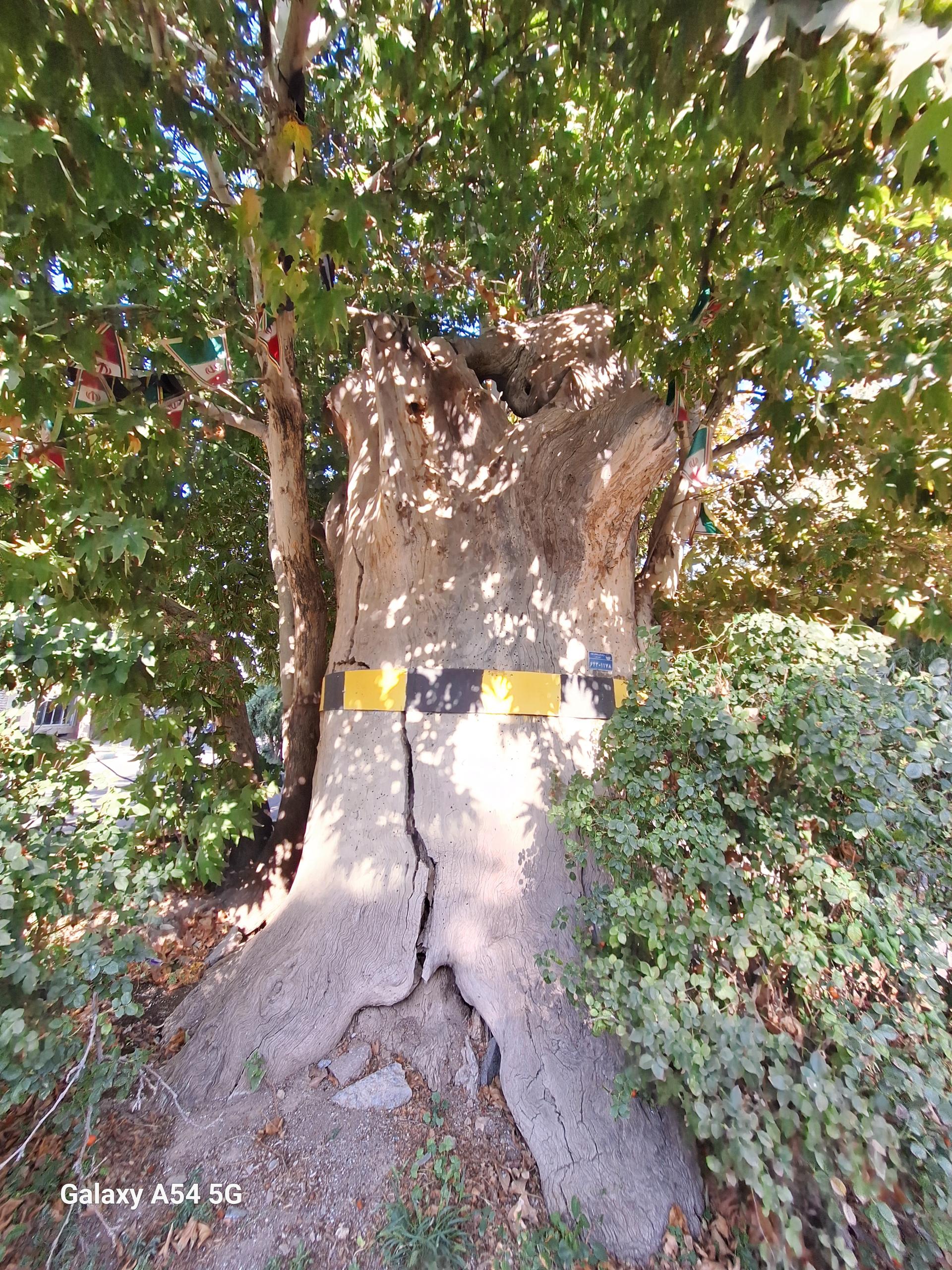 عکس چنار کهک