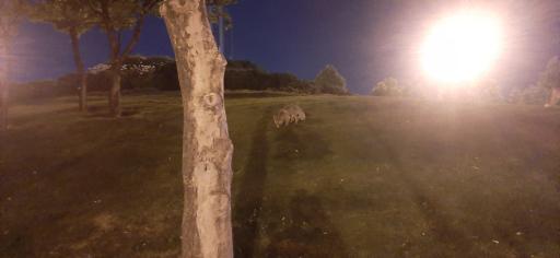 عکس بوستان جنگلی یاس شرقی (لویزان شرقی)