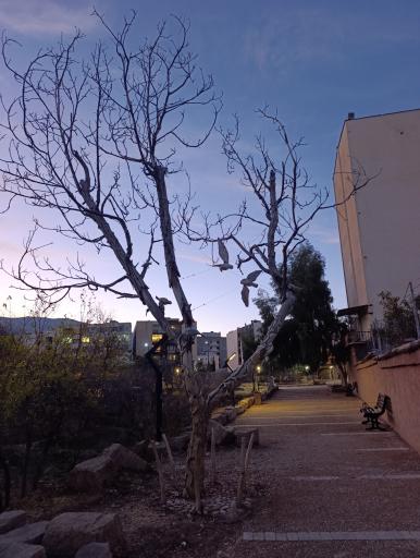 عکس باغ خانواده جماران