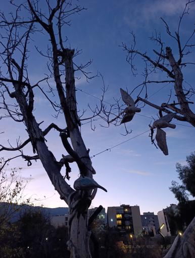 عکس باغ خانواده جماران