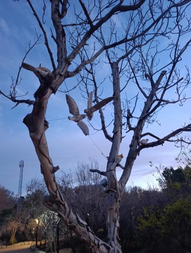 عکس باغ خانواده جماران