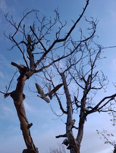 عکس باغ خانواده جماران