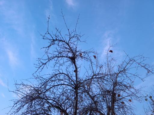 عکس باغ خانواده جماران