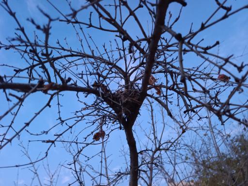 عکس باغ خانواده جماران