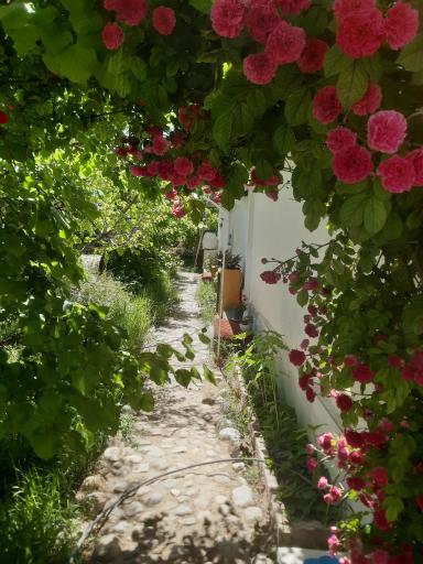 عکس سیمرغ مغان شاهرود 