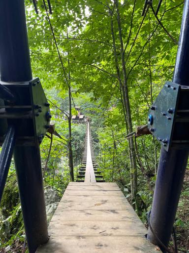 عکس جنگل‌های نمک آبرود