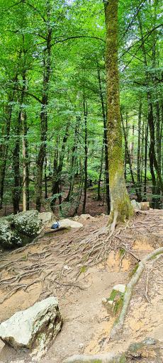 عکس جنگل‌های نمک آبرود