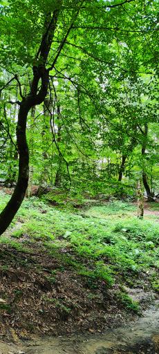 عکس جنگل‌های نمک آبرود