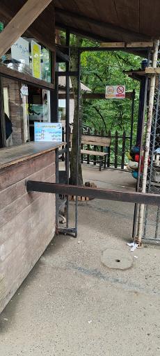 عکس جنگل‌های نمک آبرود