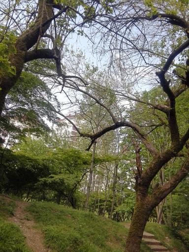 عکس جنگل‌های نمک آبرود