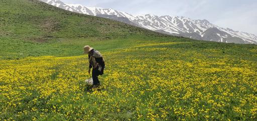 عکس دشت لار