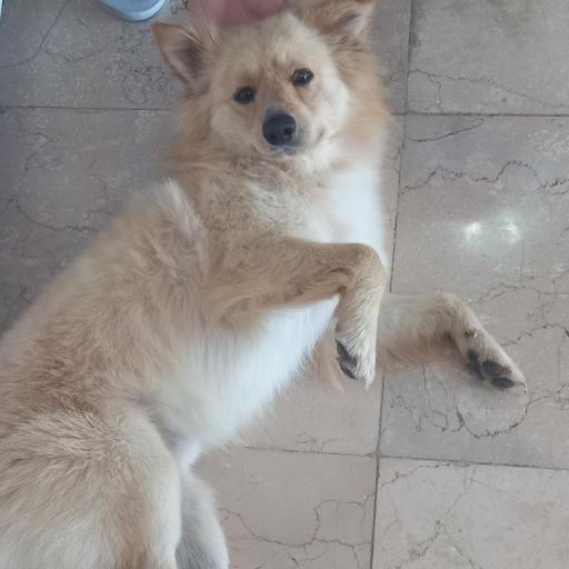 عکس دهکده مهربانی سگ های چیتگر