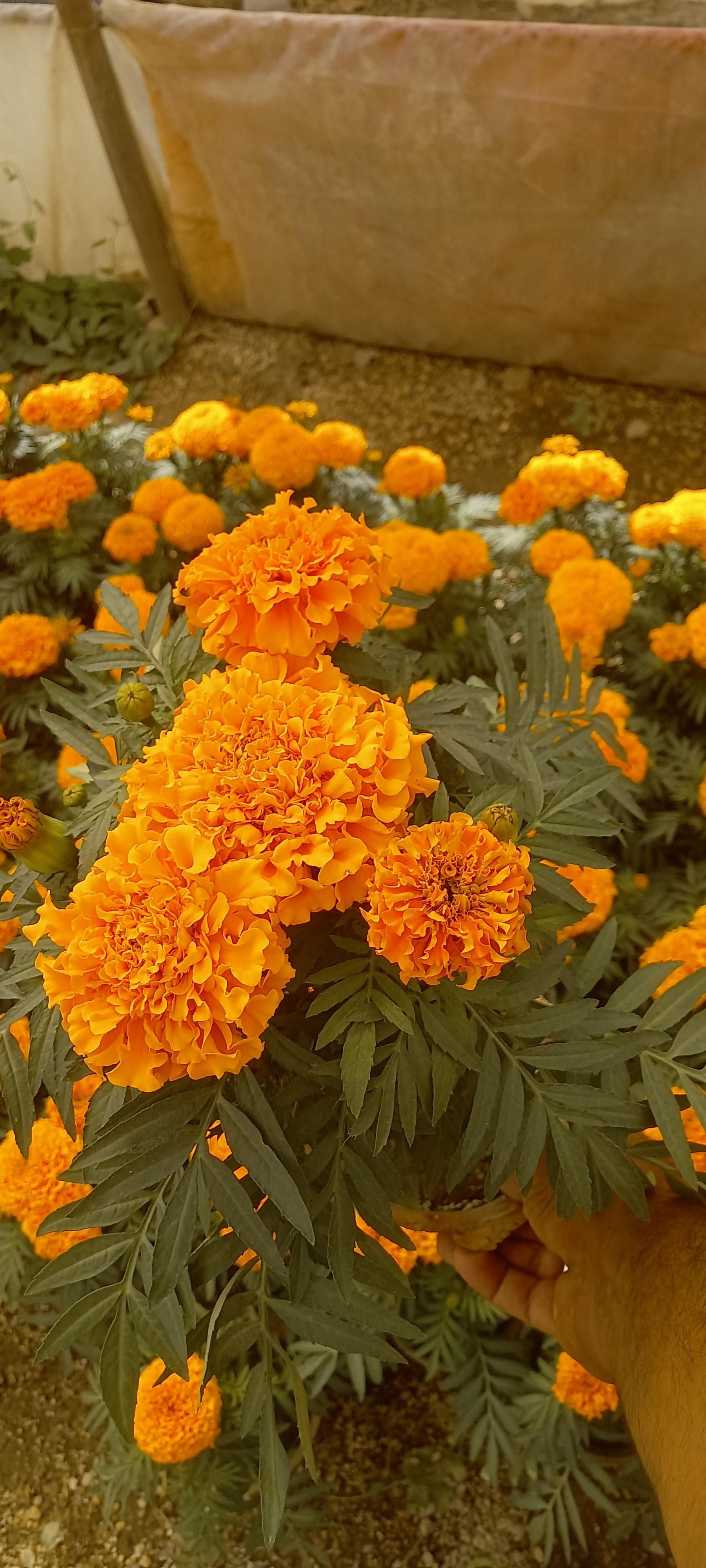 عکس تولیدی گل و گیاه آی گل اصفهان