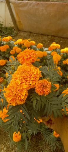 عکس تولیدی گل و گیاه آی گل اصفهان