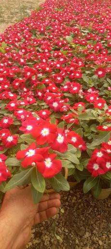 عکس تولیدی گل و گیاه آی گل اصفهان