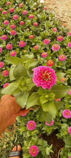 عکس تولیدی گل و گیاه آی گل اصفهان