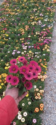 عکس تولیدی گل و گیاه آی گل اصفهان