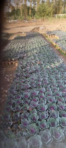 عکس تولیدی گل و گیاه آی گل اصفهان