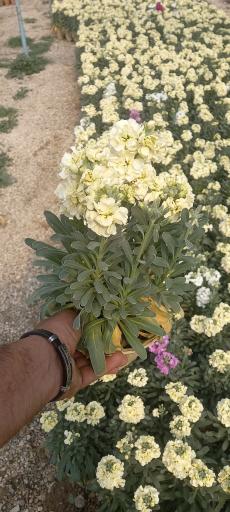 تولیدی گل و گیاه آی گل اصفهان