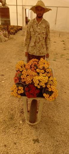 تولیدی گل و گیاه آی گل اصفهان